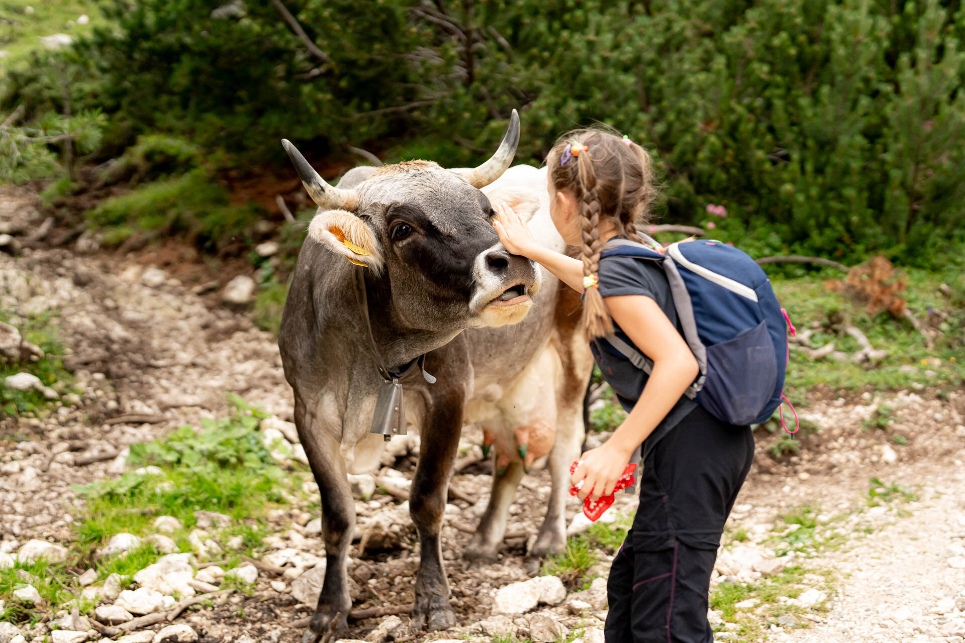 Bambina che si avvicina ad una mucca al pascolo in Val di Fassa | © Mattia Rizzi - Archivio Immagini ApT Val di Fassa