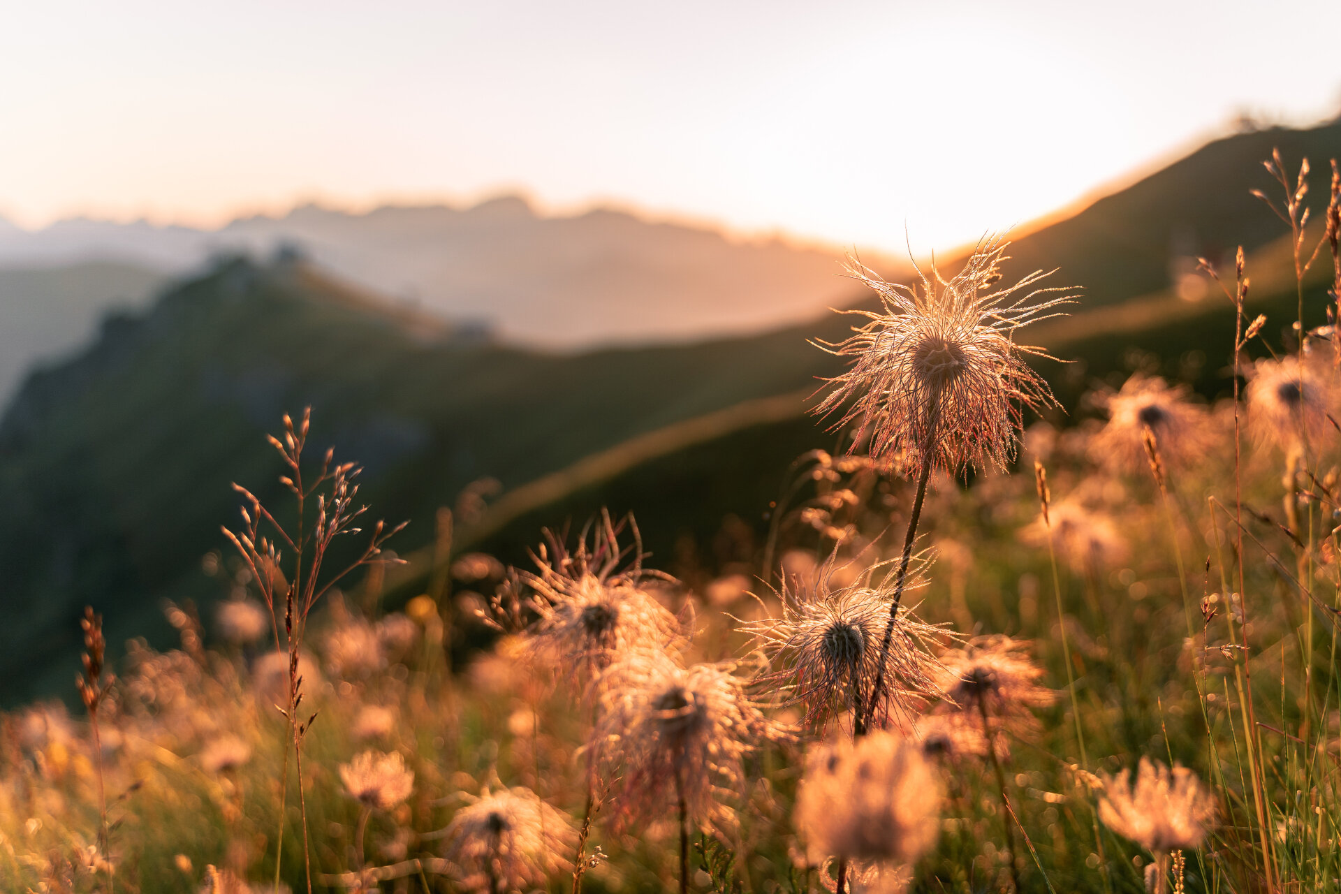 Fiori al tramonto sulle Dolomiti di Fassa | © APT Val di Fassa Archivio Immagini ApT Val di Fassa - Patricia Ramirez