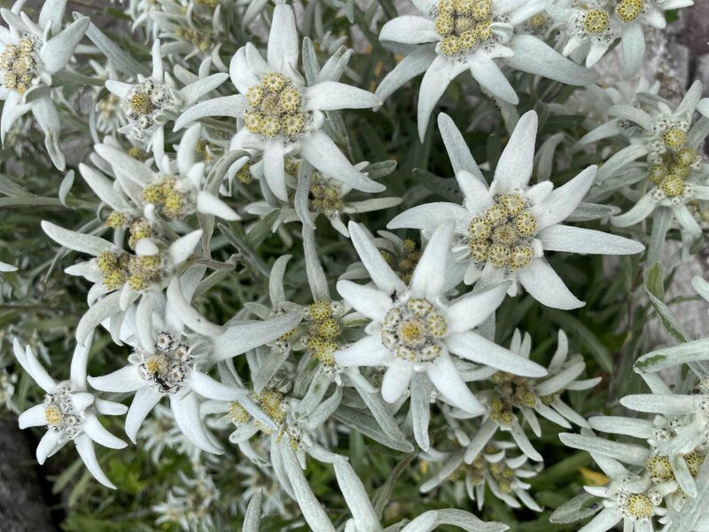 Edelweiss, typical mountain flowers