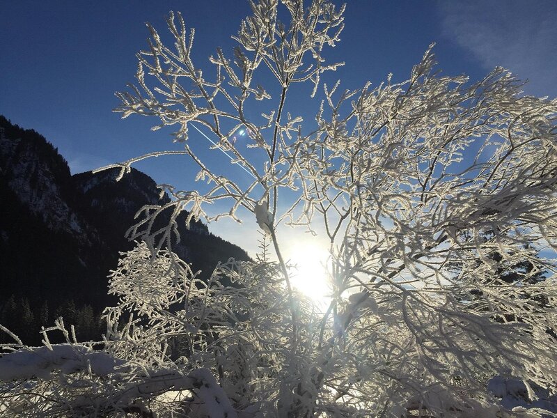 Albero Invernale